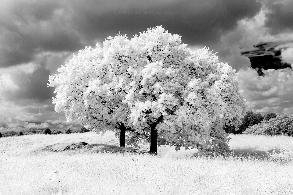 2 Trees