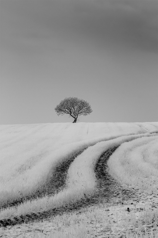 Lonely on the Hill