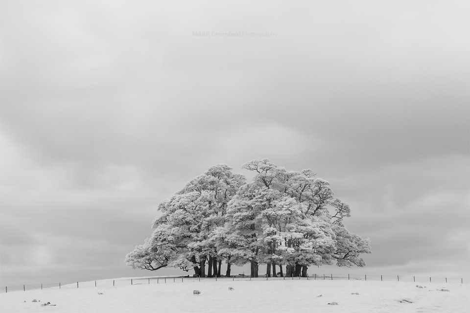 Tree Copse