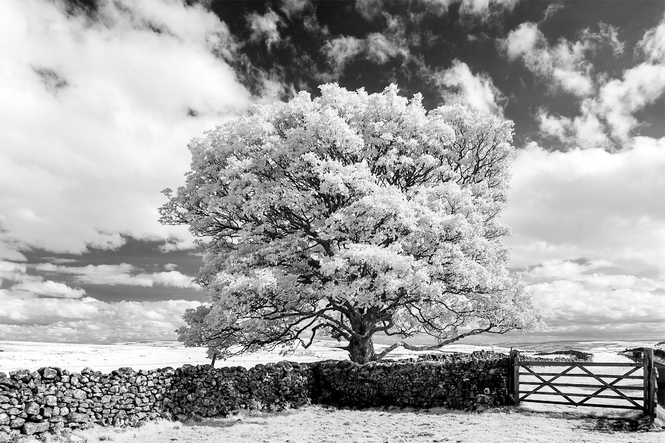 Summer in the Dales