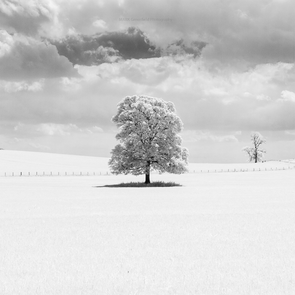 A Lone Tree