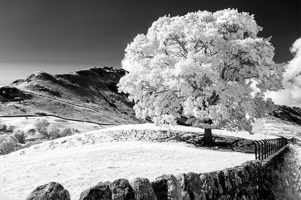Grasmere Tree