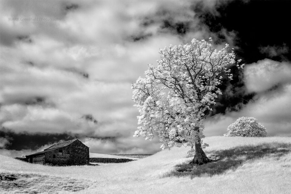 The Tree and the Barn