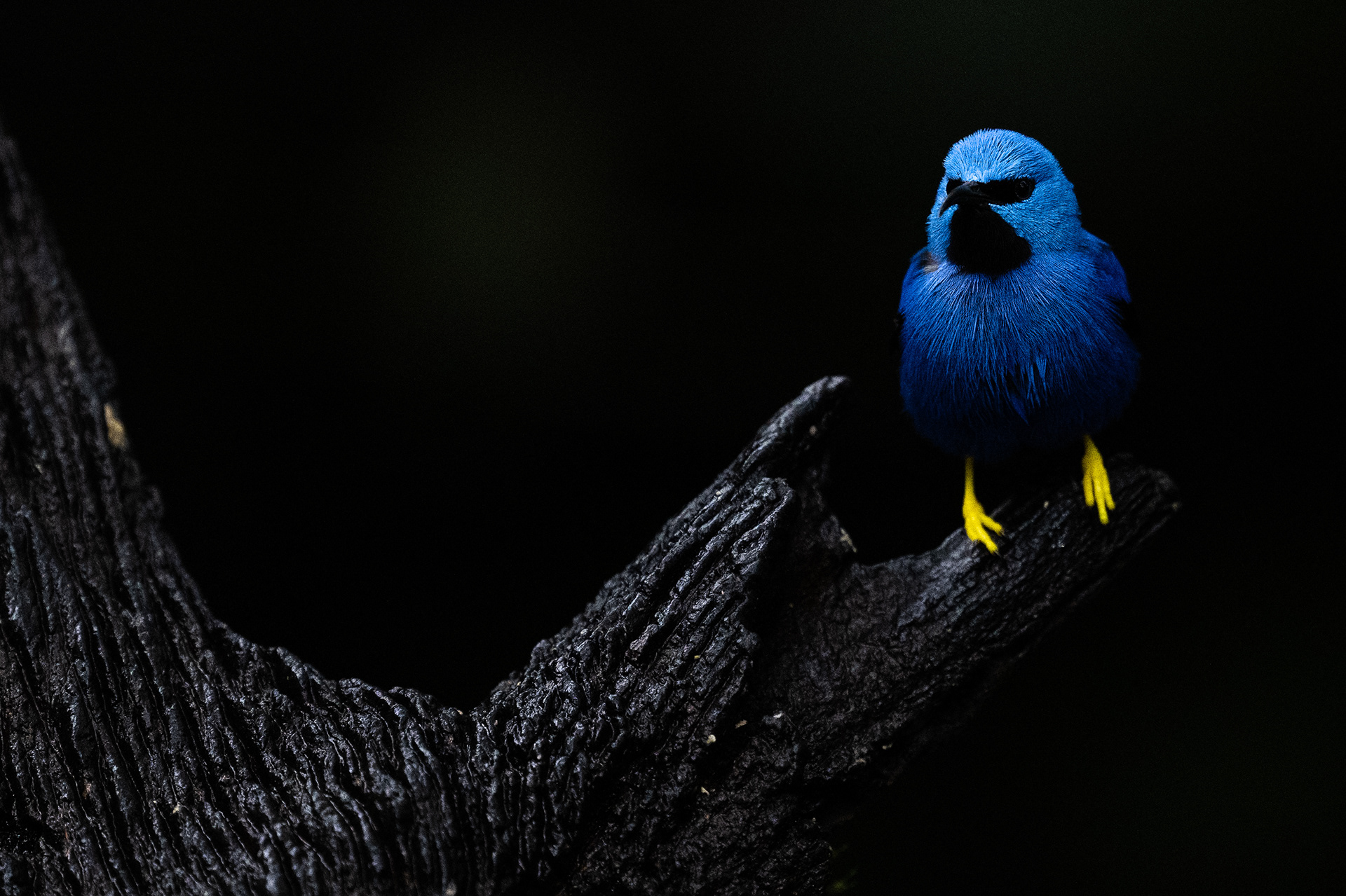 Shining Honeycreeper