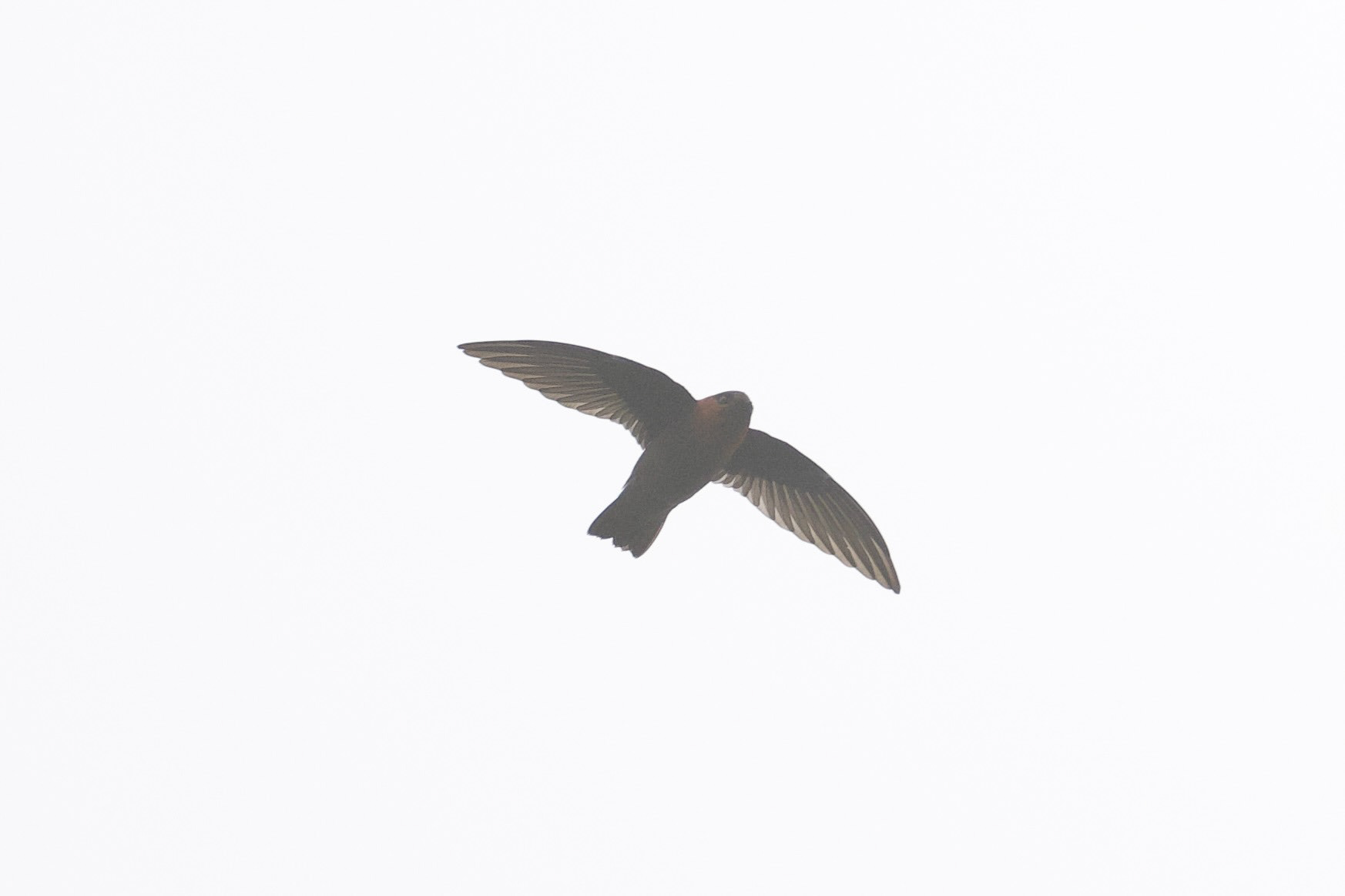 Chestnut-collared Swift
