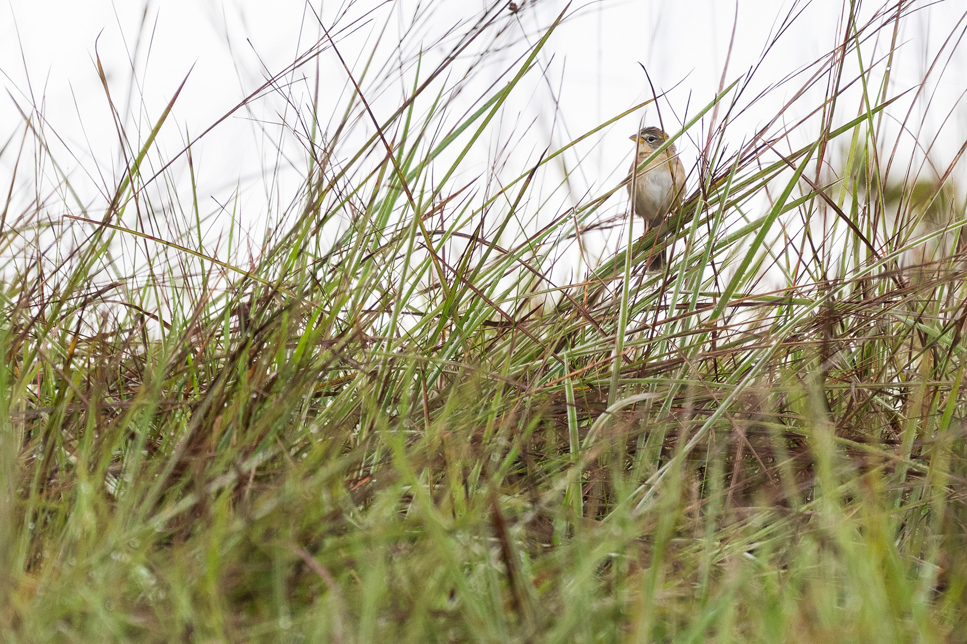 Wedge-tailed Grass Finch