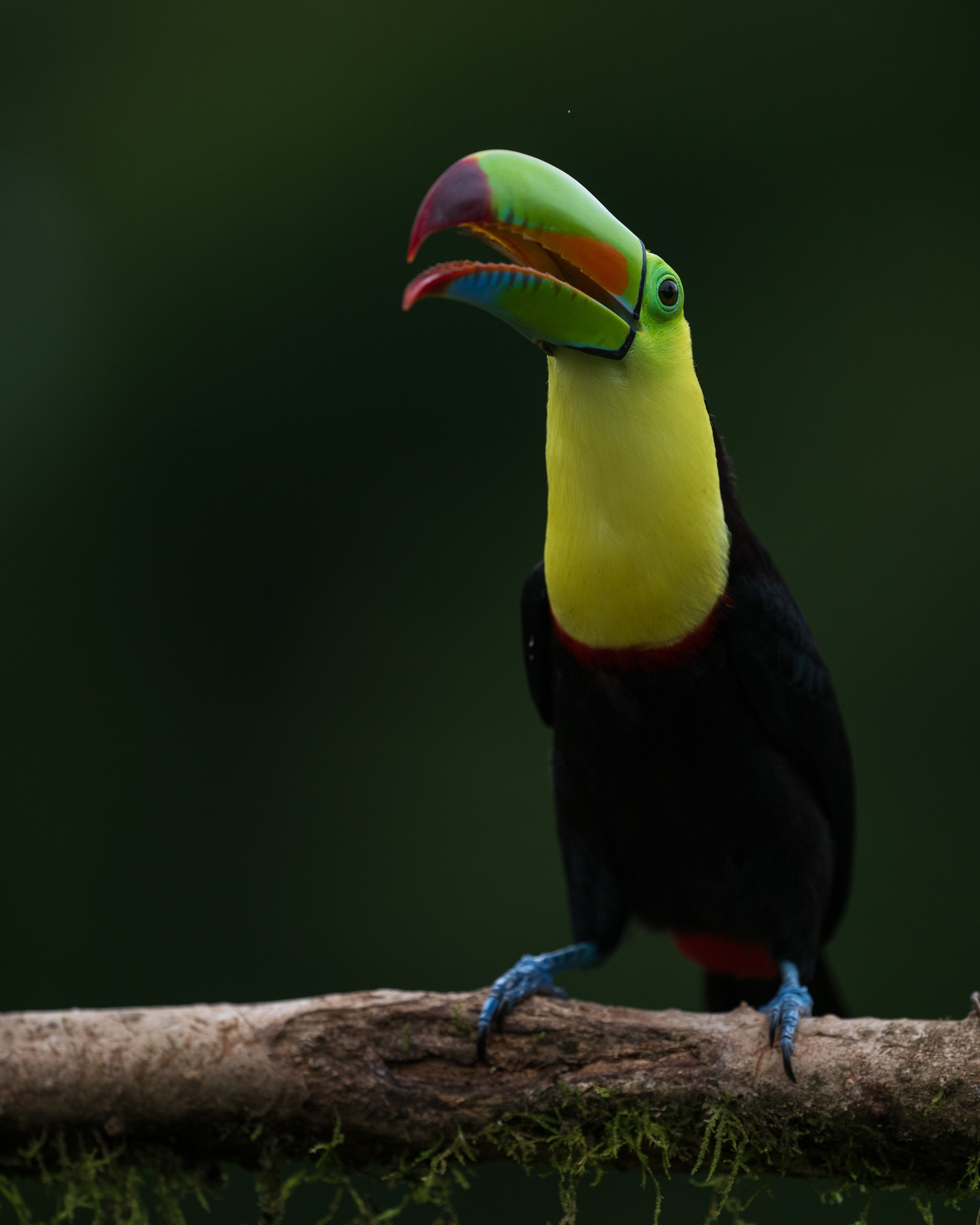 Keel-billed Toucan