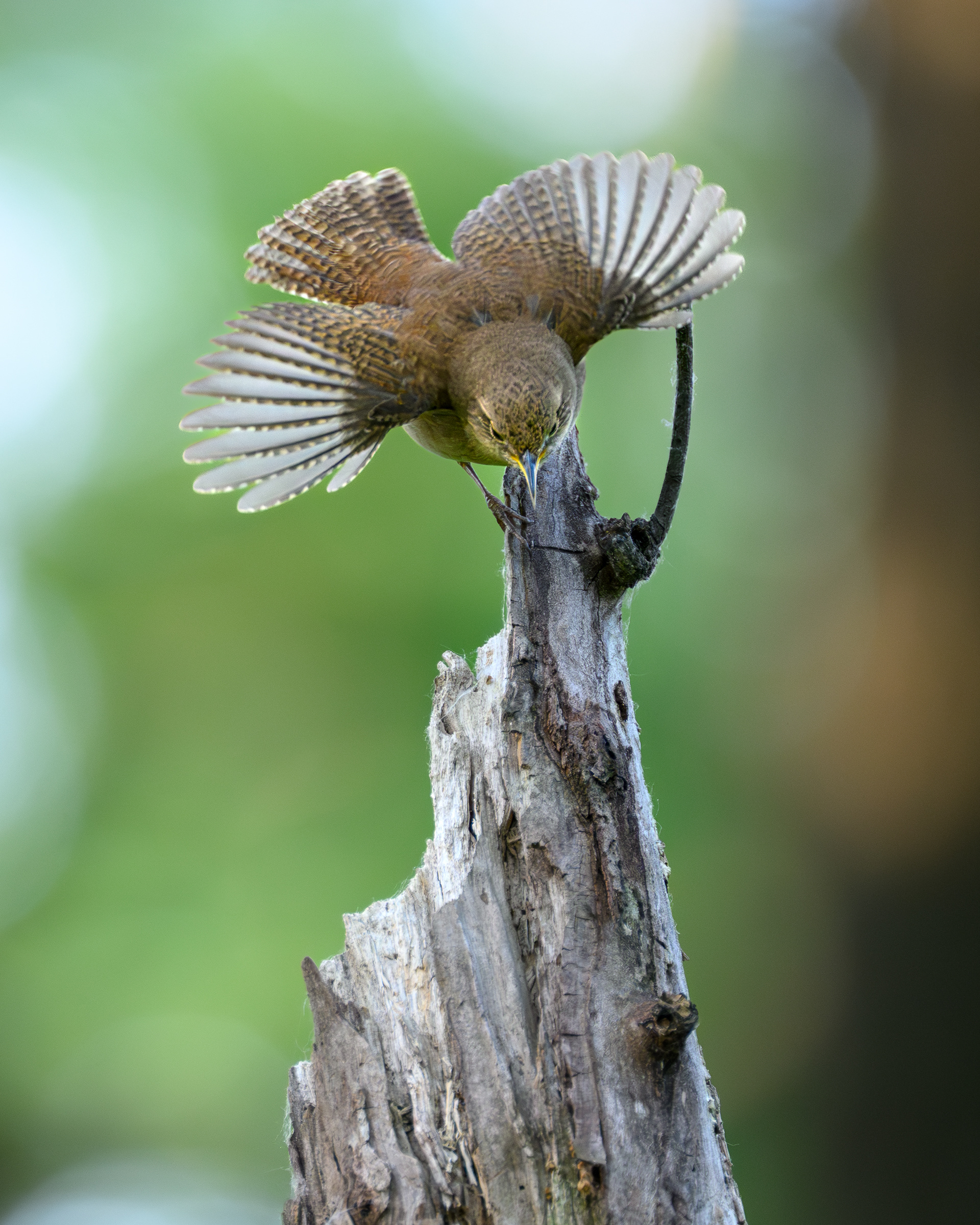 One of my top 5 images I've ever taken. Just such an awesome pose to catch.