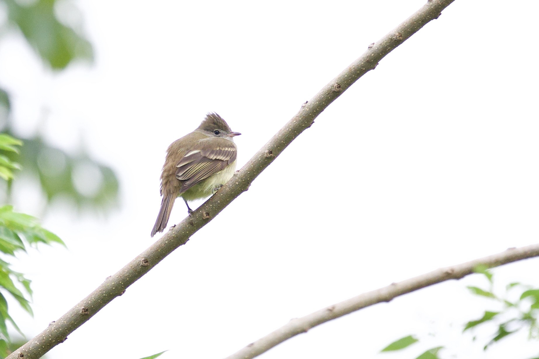 Yellow-bellied Elaenia