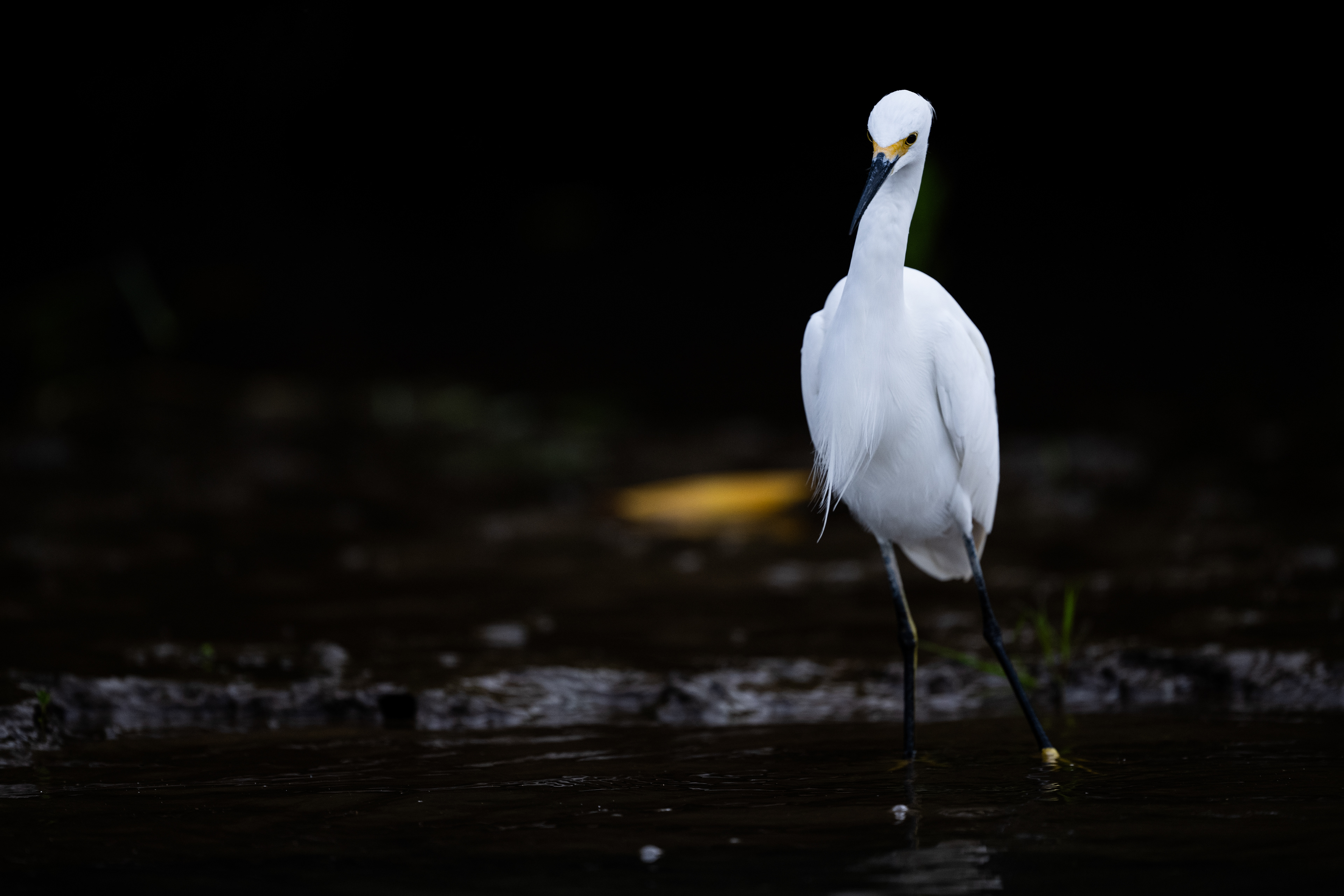 Snowy Egret