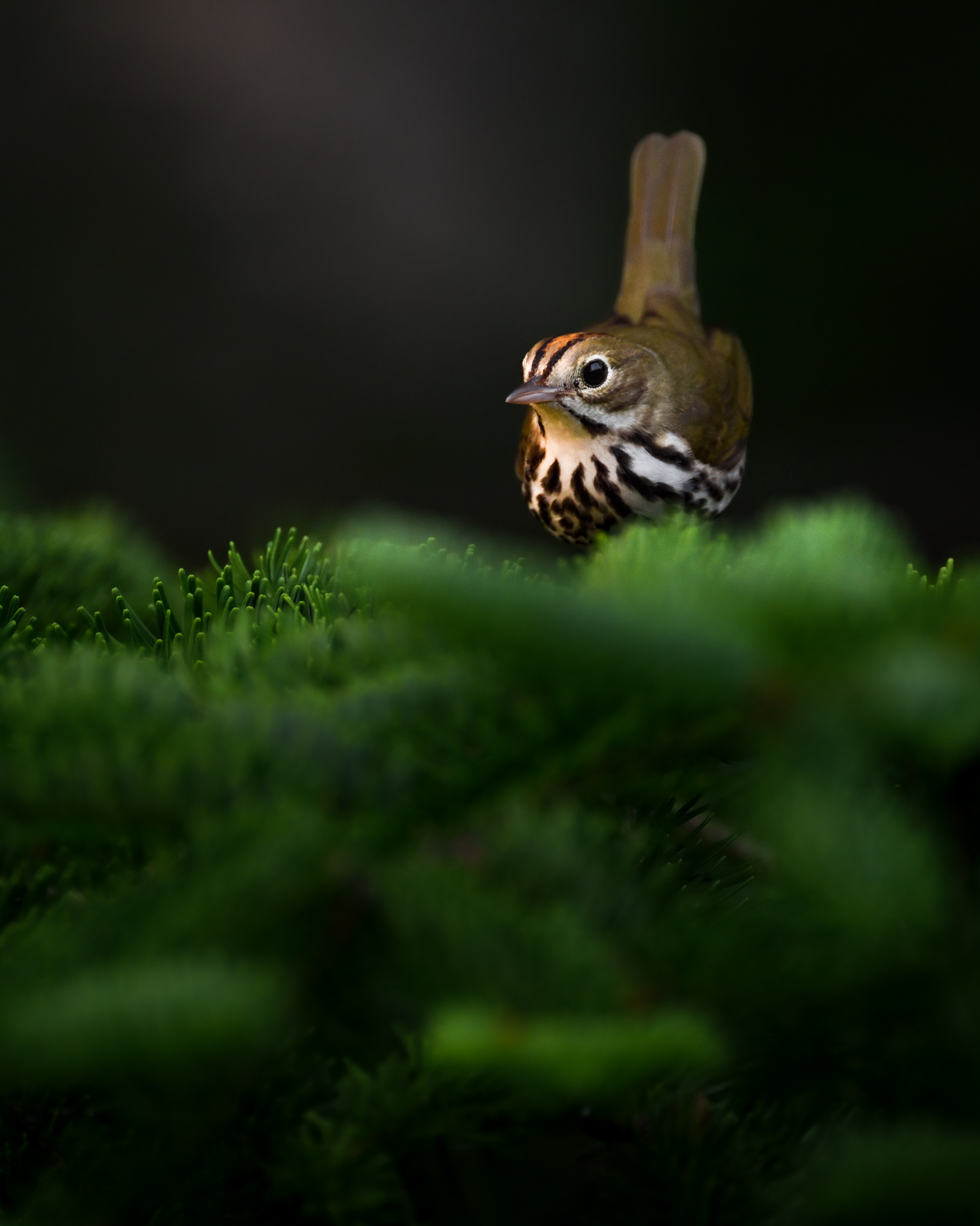 Ovenbird