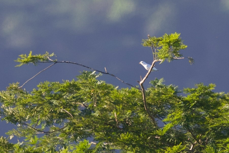Yellow-billed Cotinga
