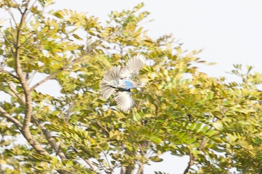 Flyby Indigo Bunting