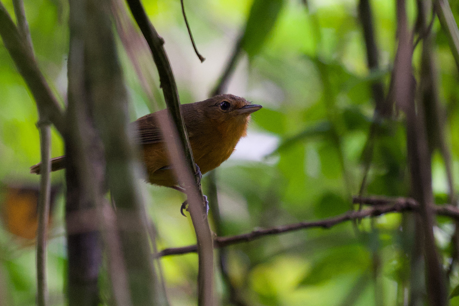 Dusky Antbird