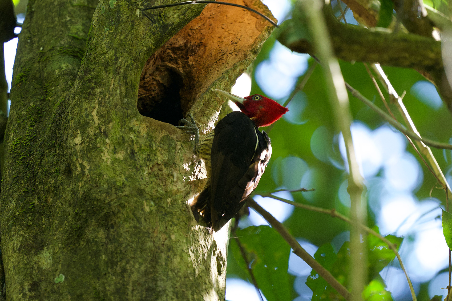 Pale-billed Woodpecker