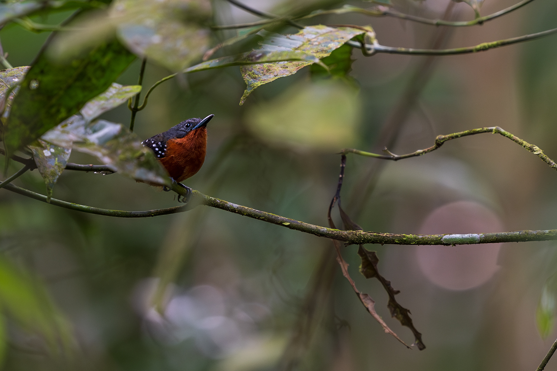 Dot-winged Antwren