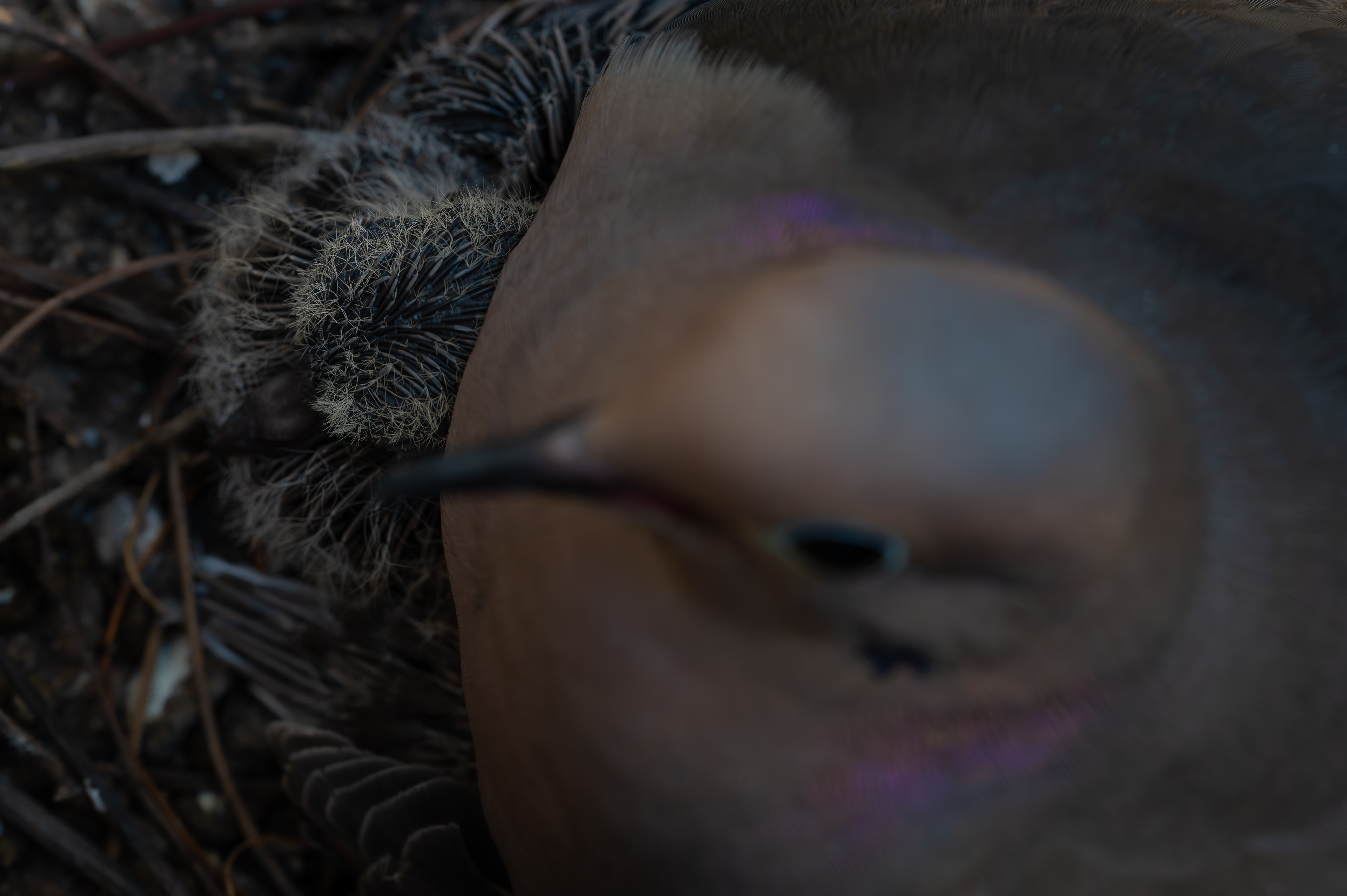 Mourning Dove