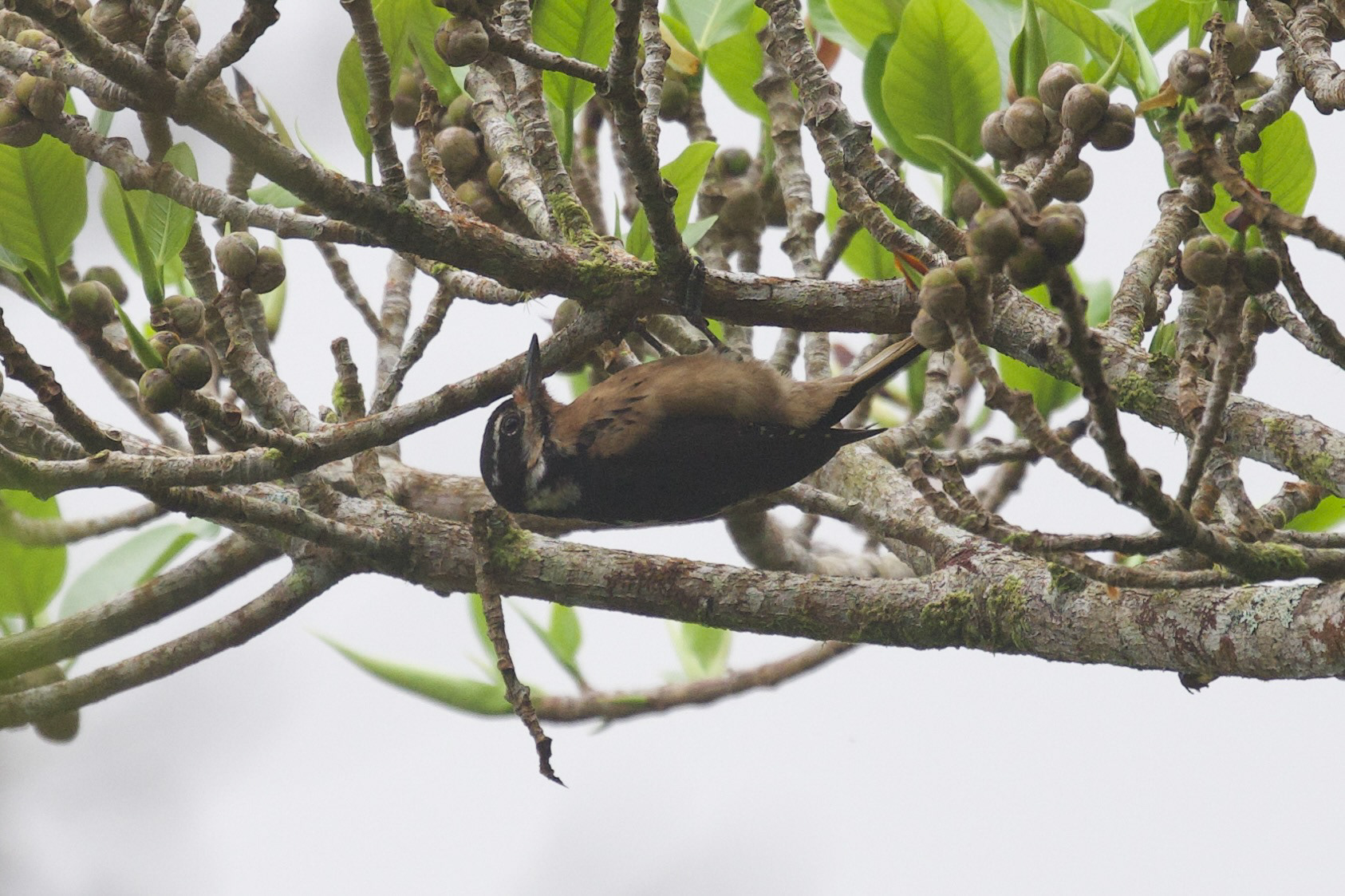 Costa Rican Hairy Woodpecker