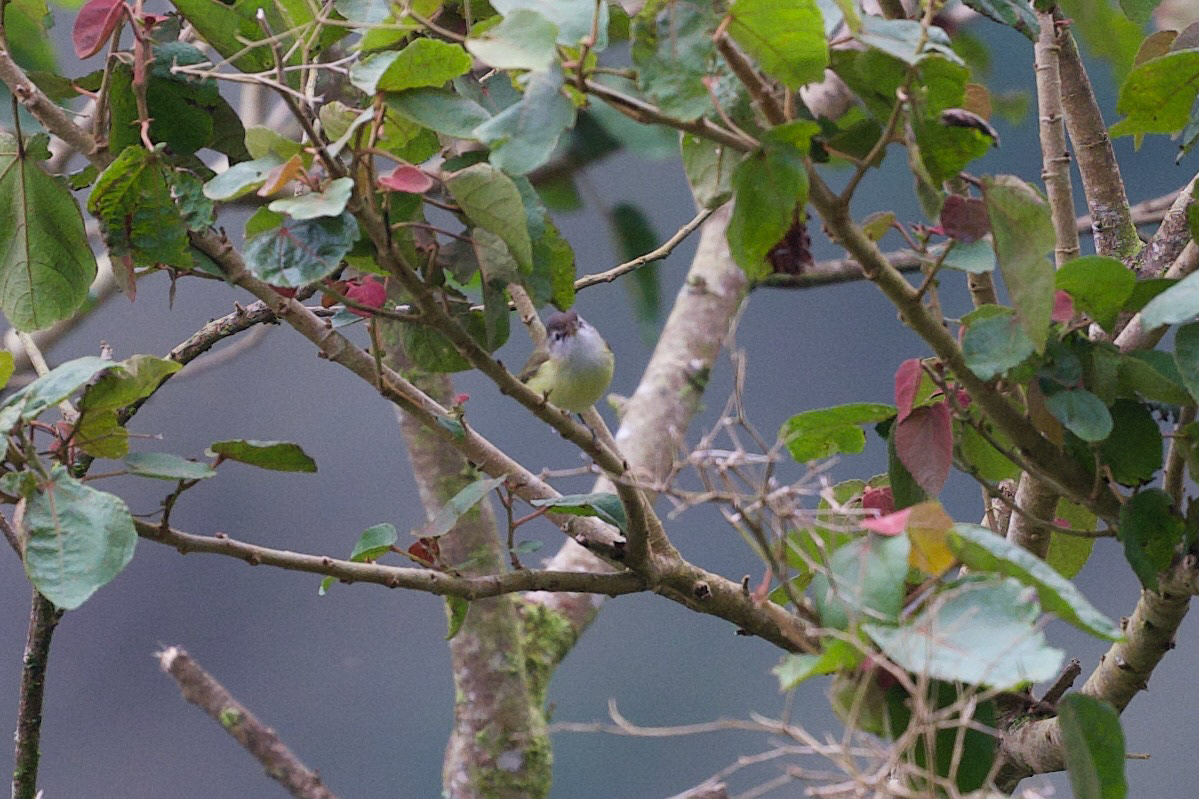 Brown-capped Vireo