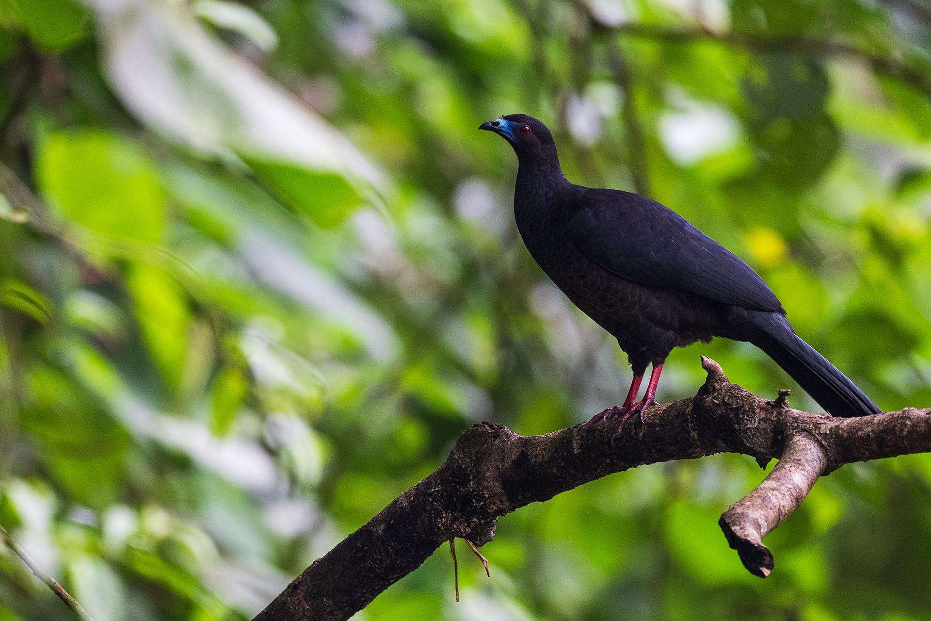 Black Guan