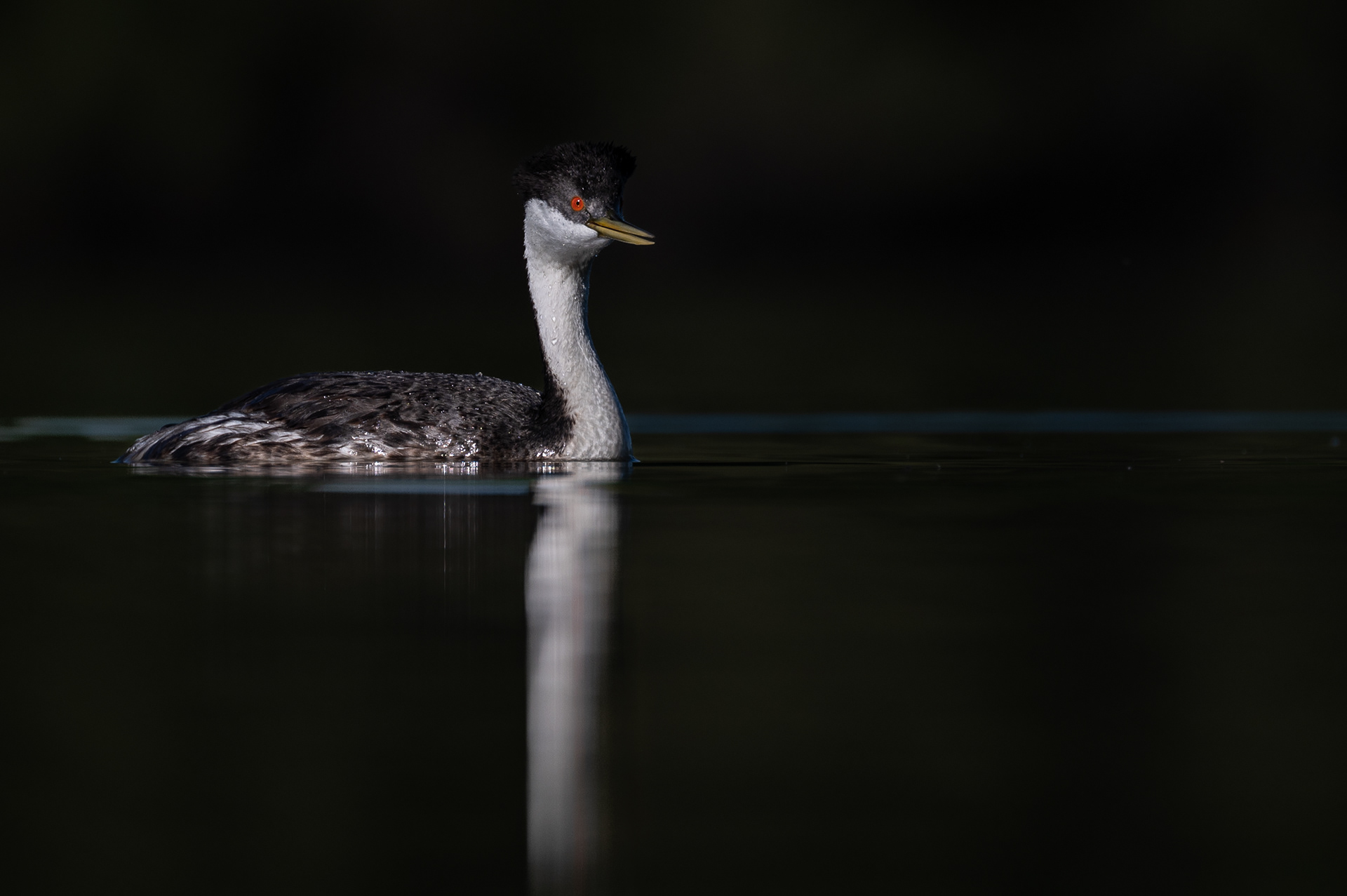 Western Grebe