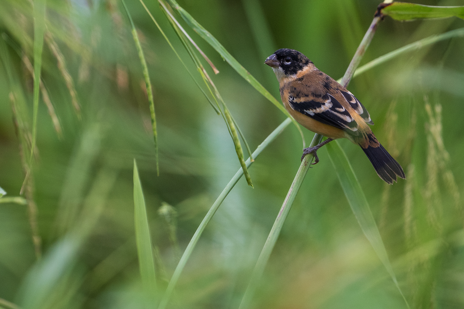 Morelet's Seedeater
