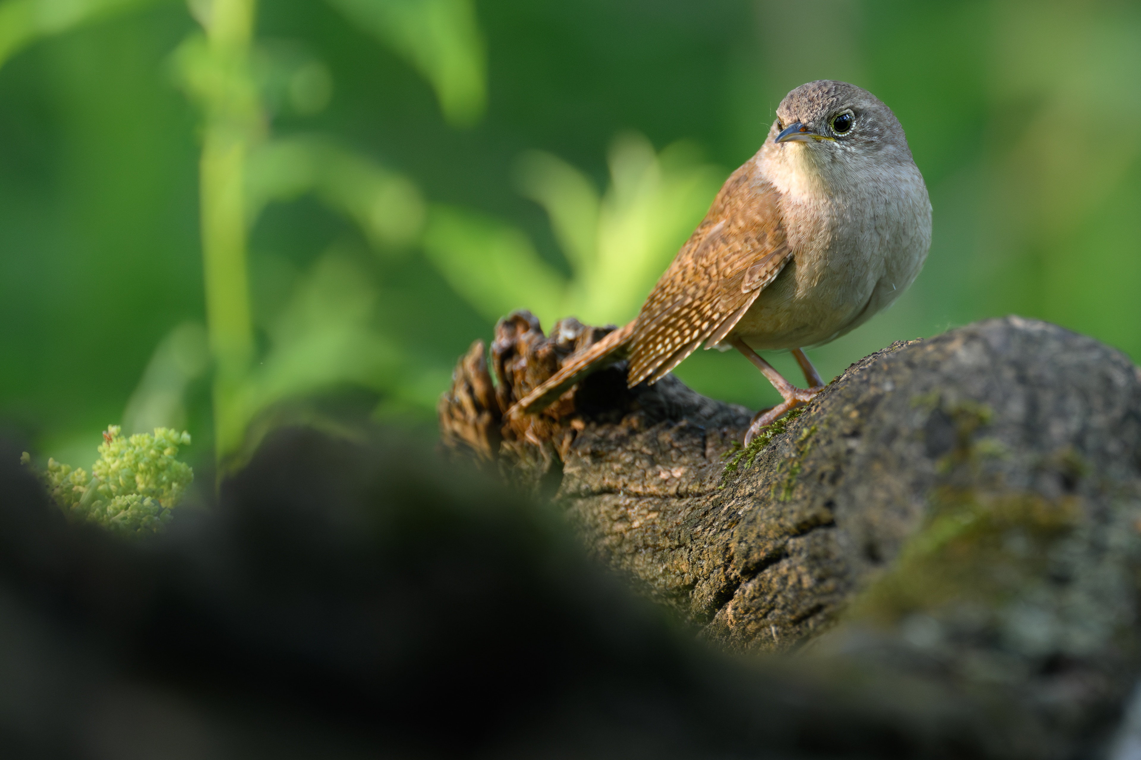 House Wren