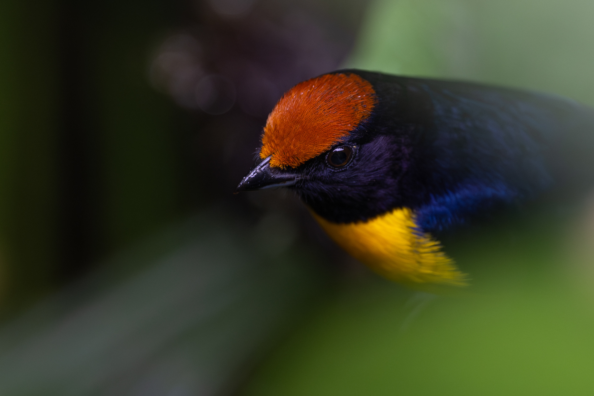 Tawny-capped Euphonia