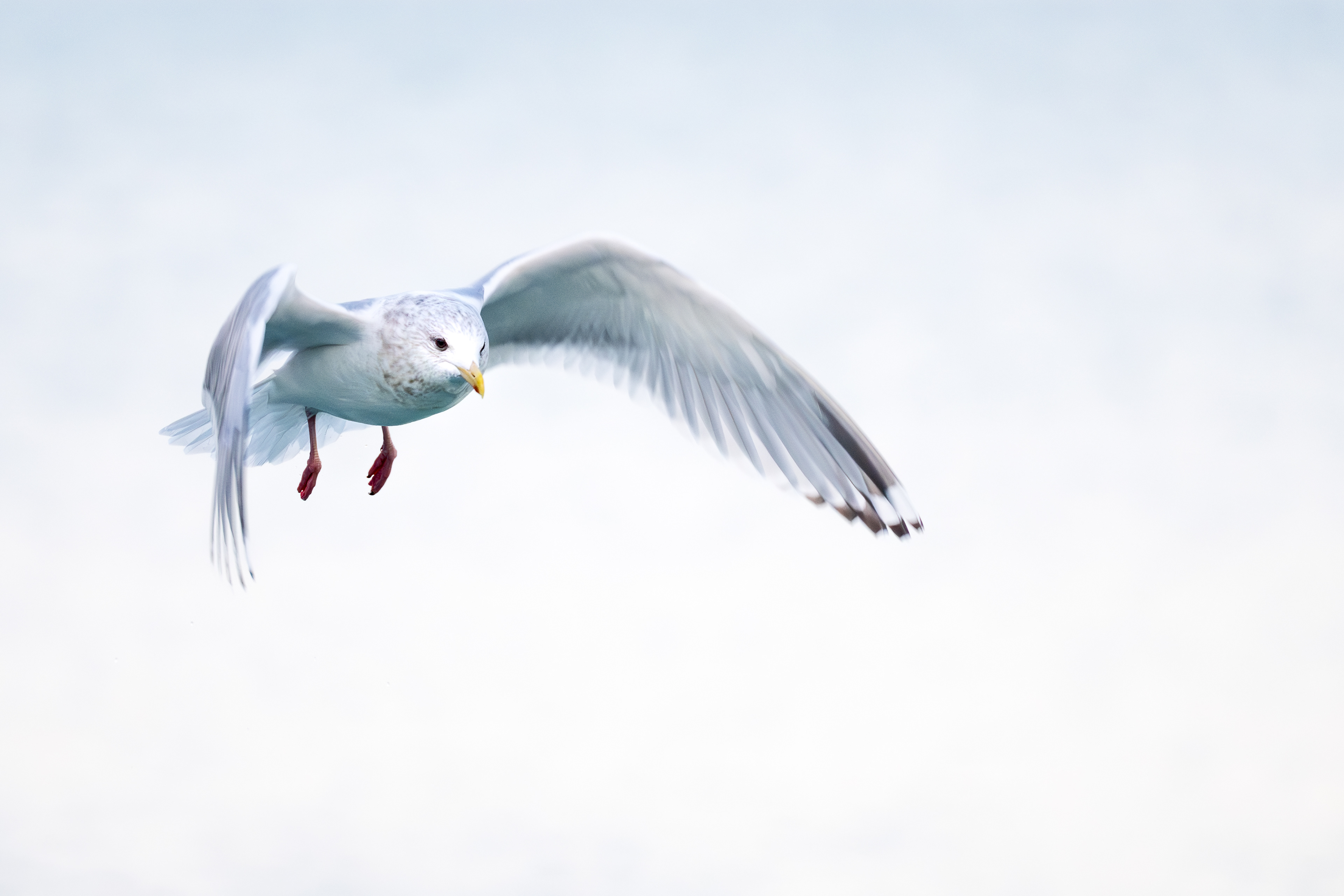 Thayer's Iceland Gull