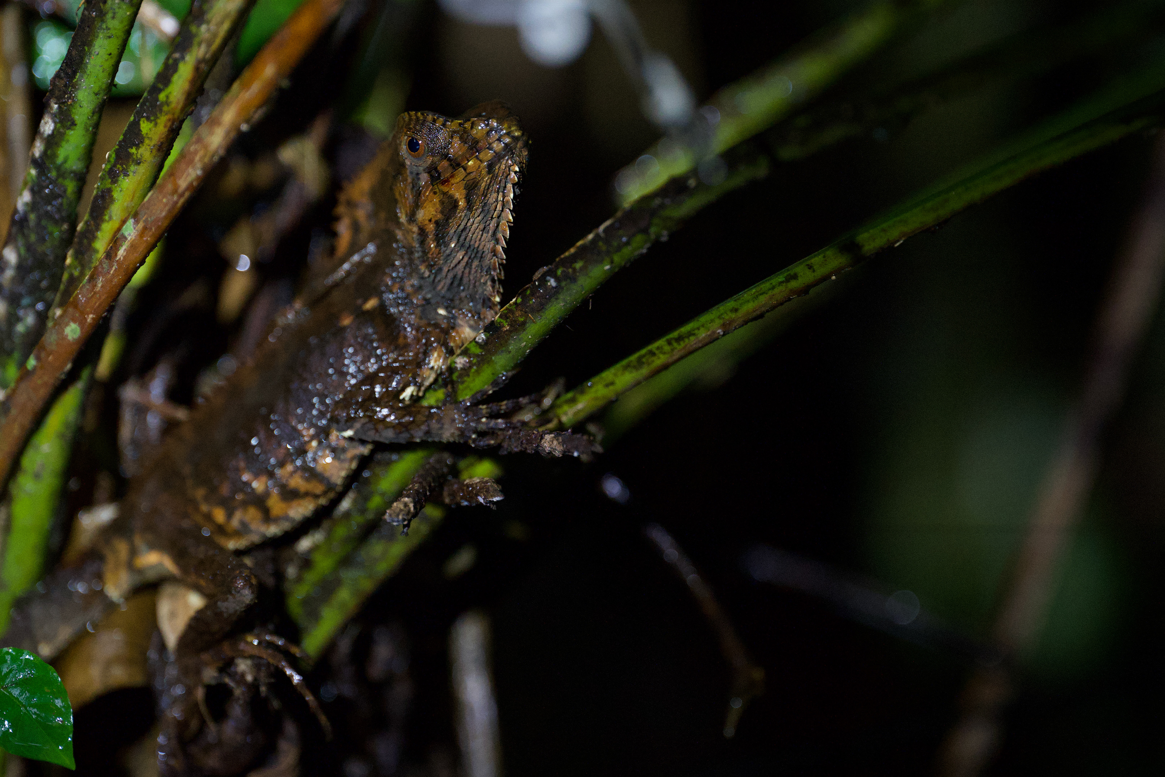 Helmeted Iguana