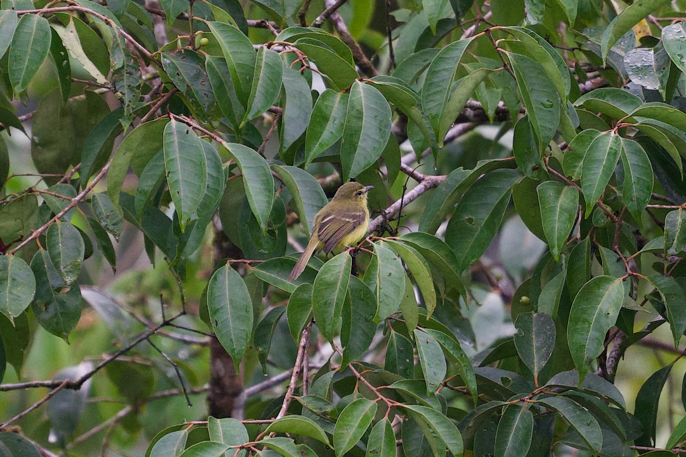 Yellow Tyrannulet