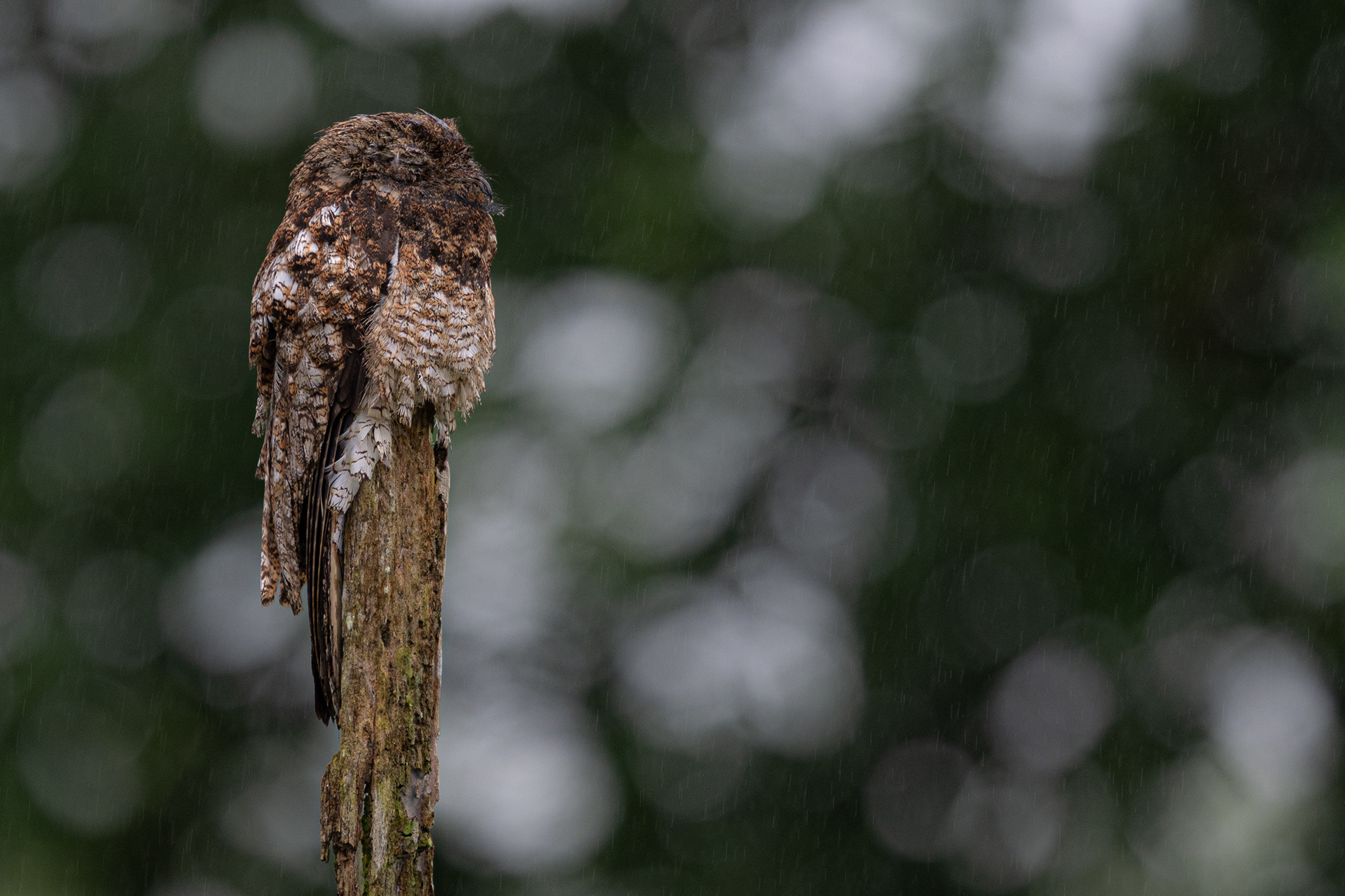 Great Potoo