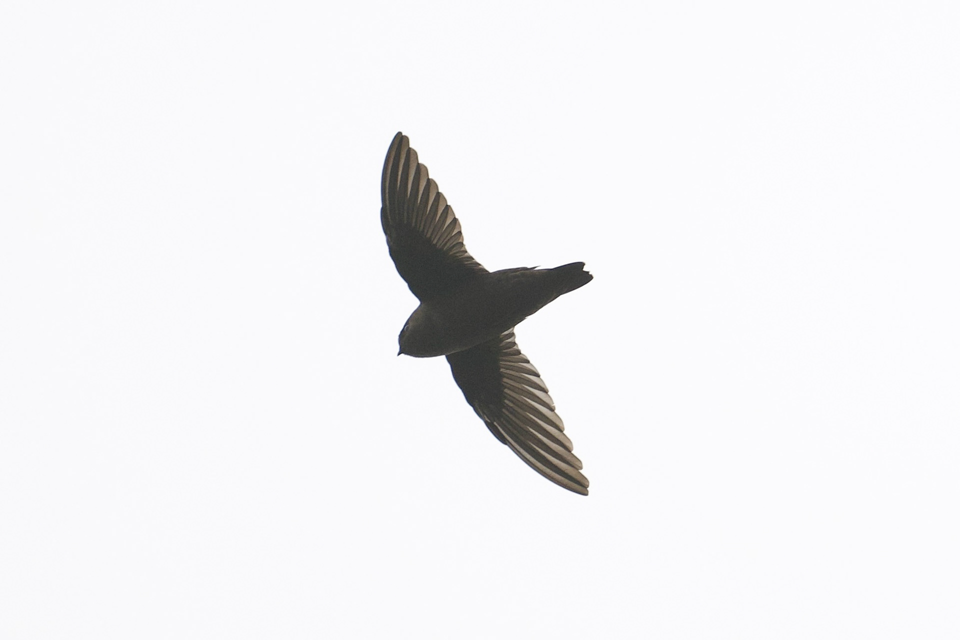 White-chinned Swift