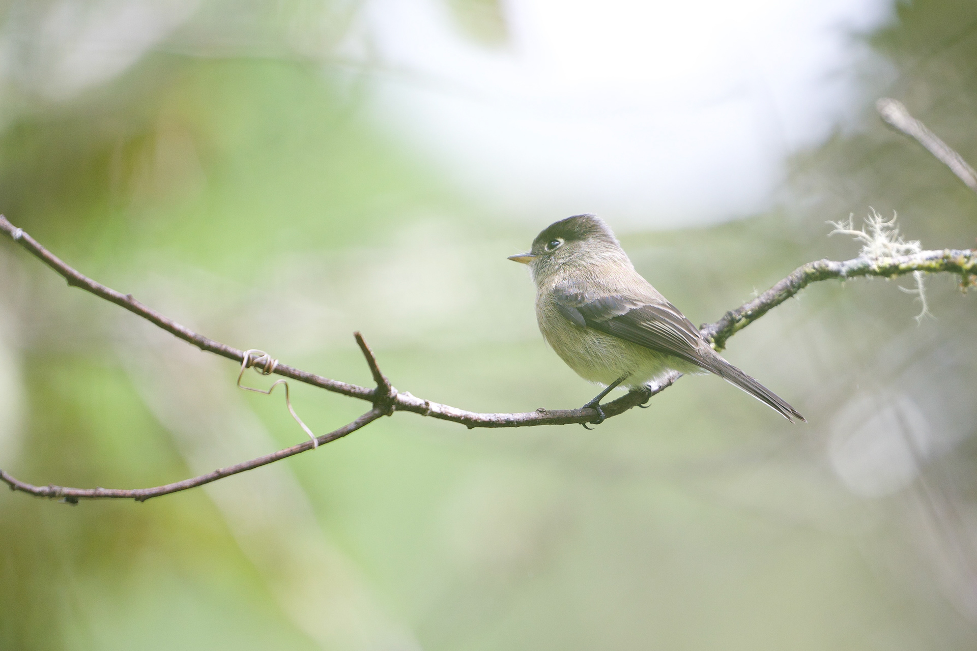 Black-capped Flycatcher