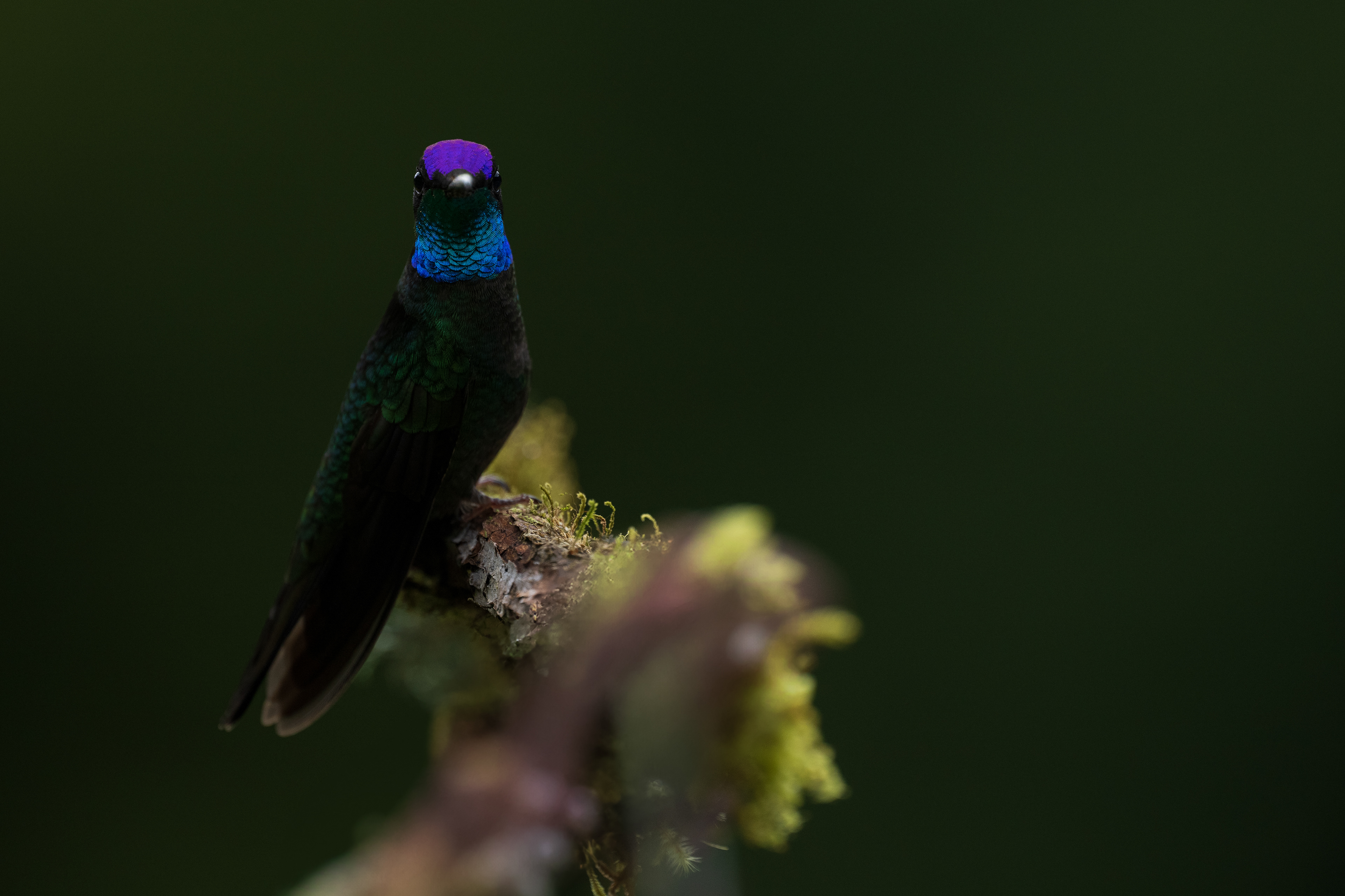 Talamanca Hummingbird