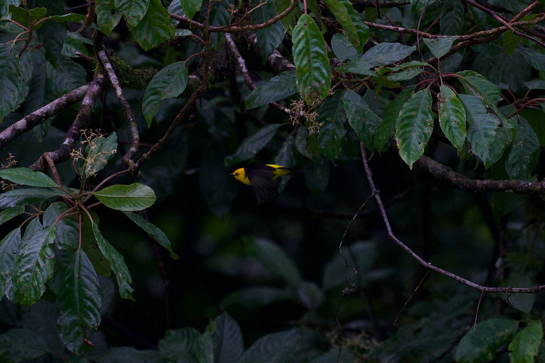 Black-and-Yellow Tanager