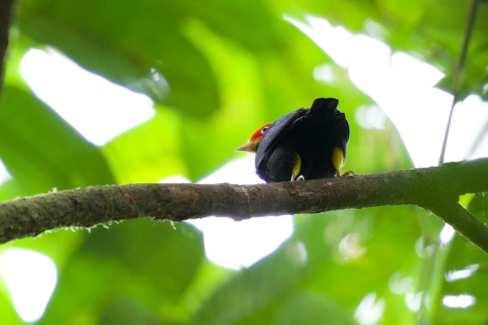 Red-capped Manakin