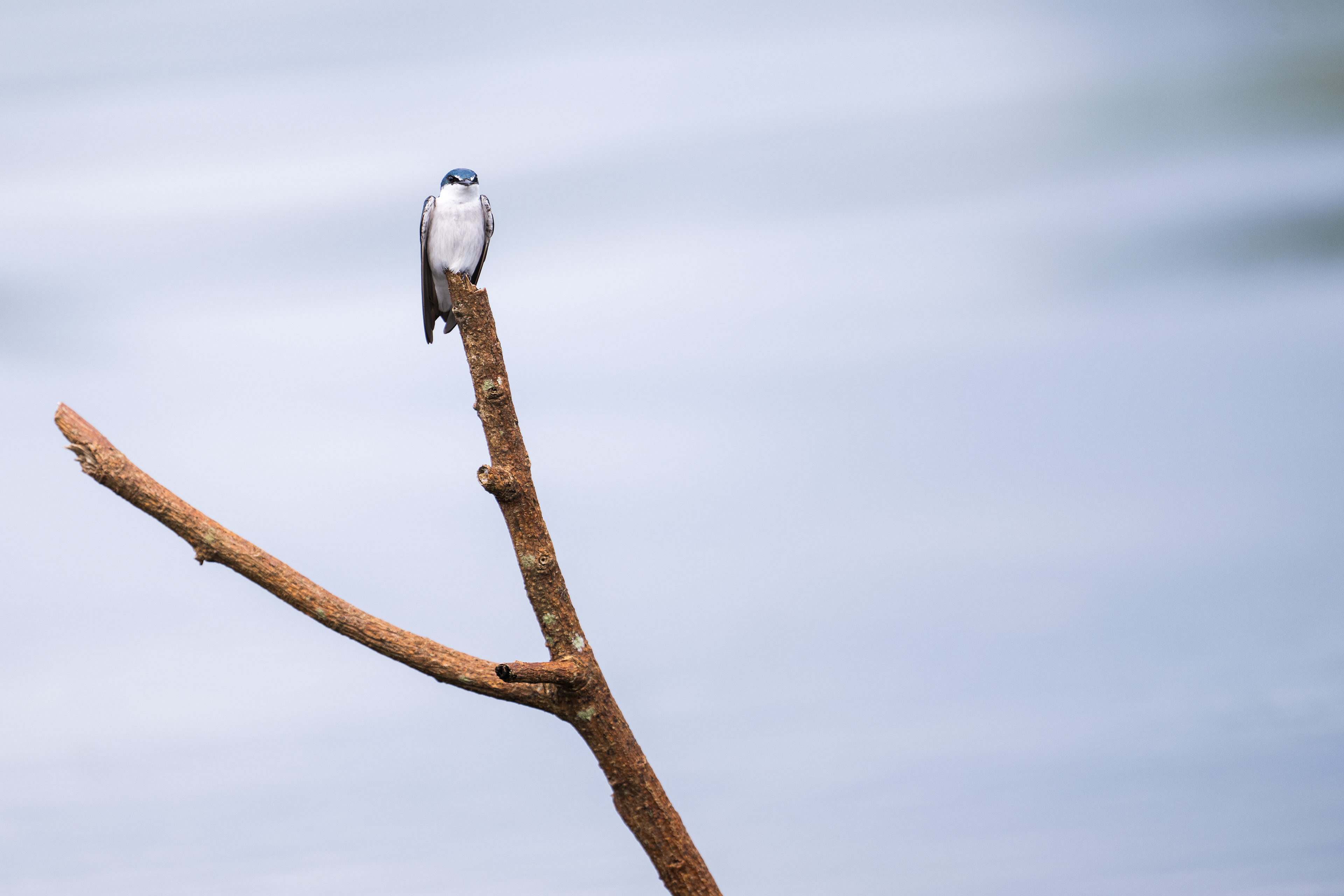 Mangrove Swallow