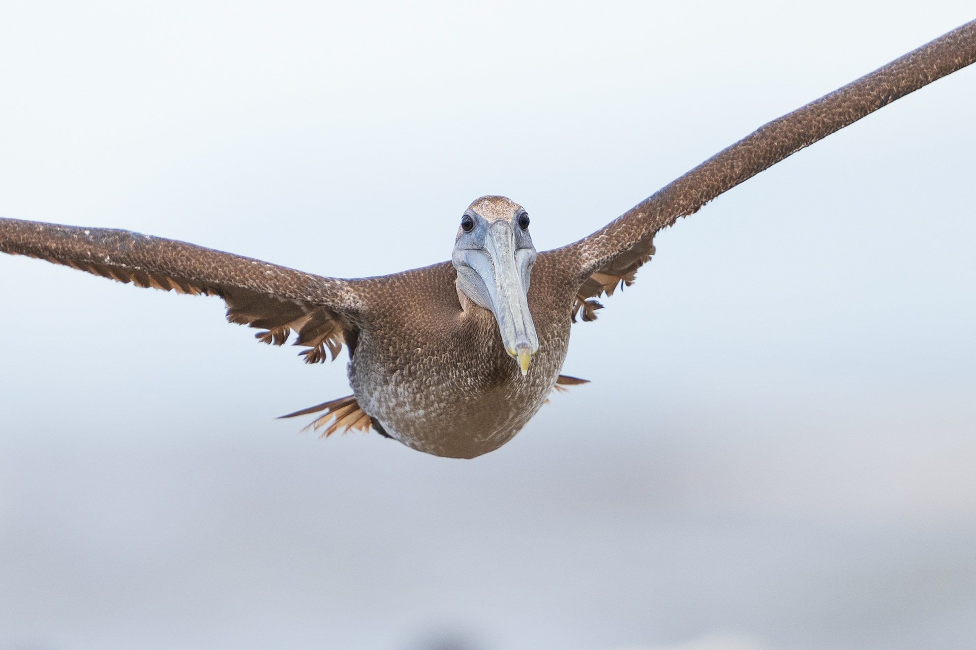 Brown Pelican