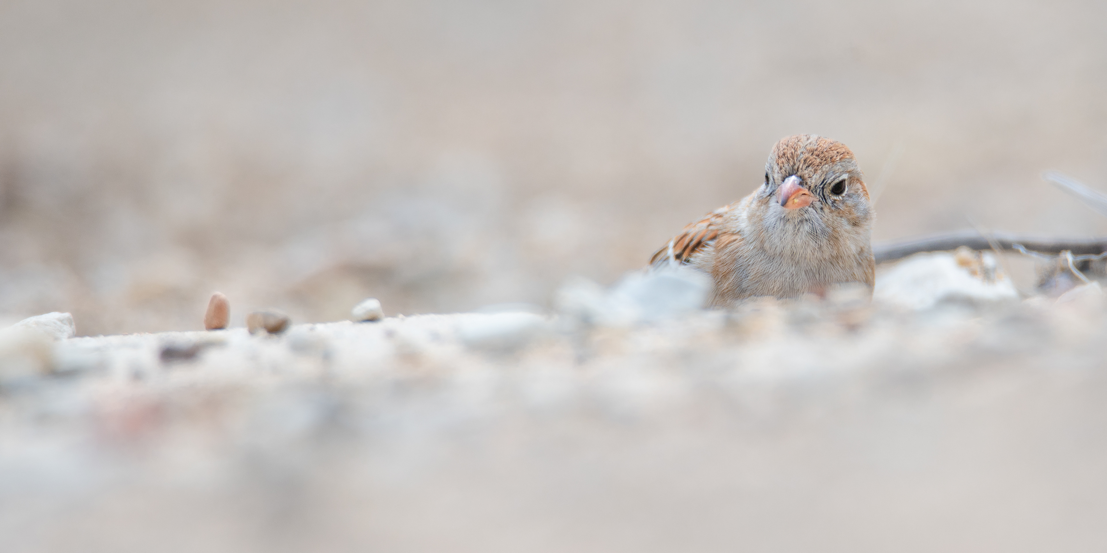 Field Sparrow