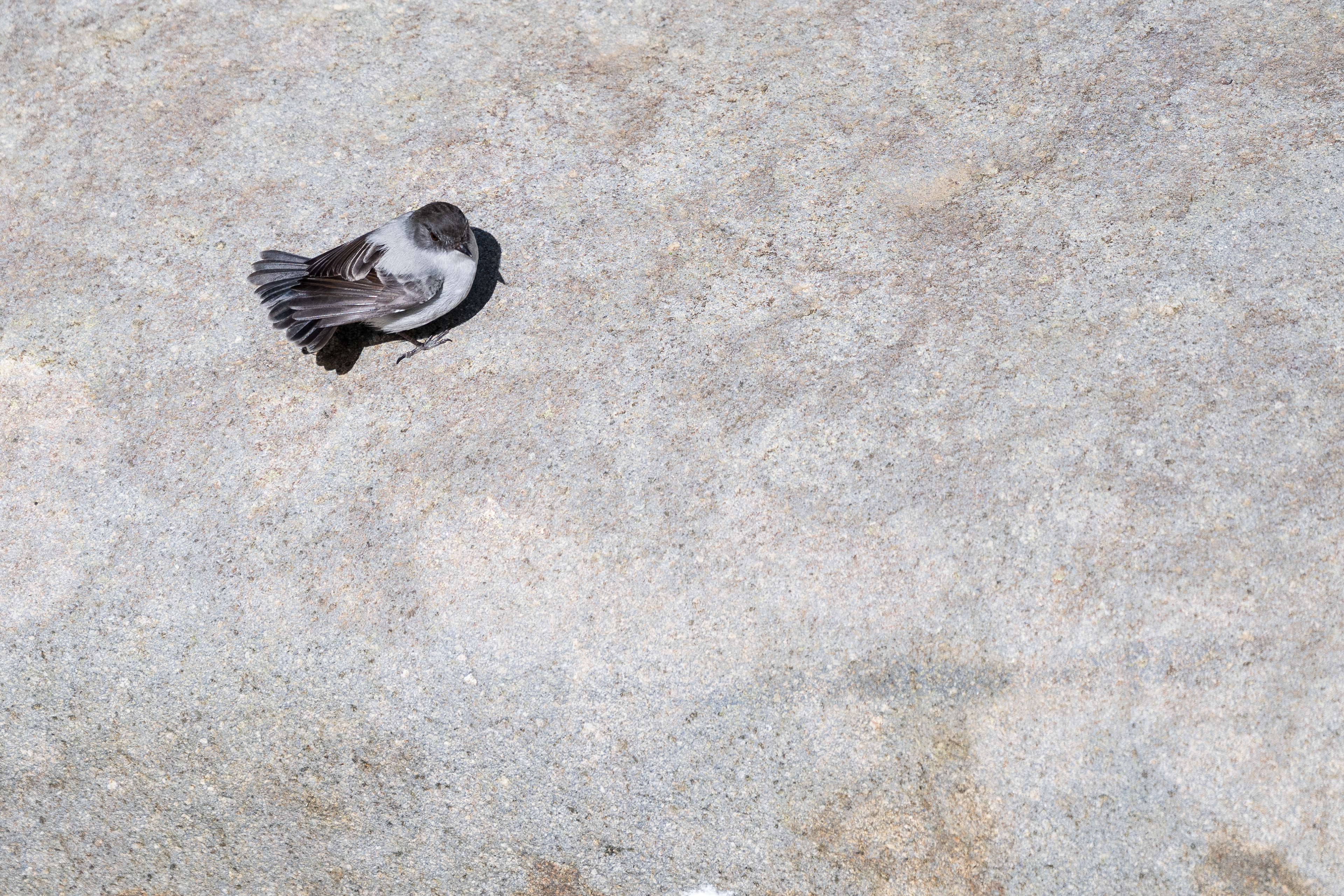 Torrent Tyrannulet