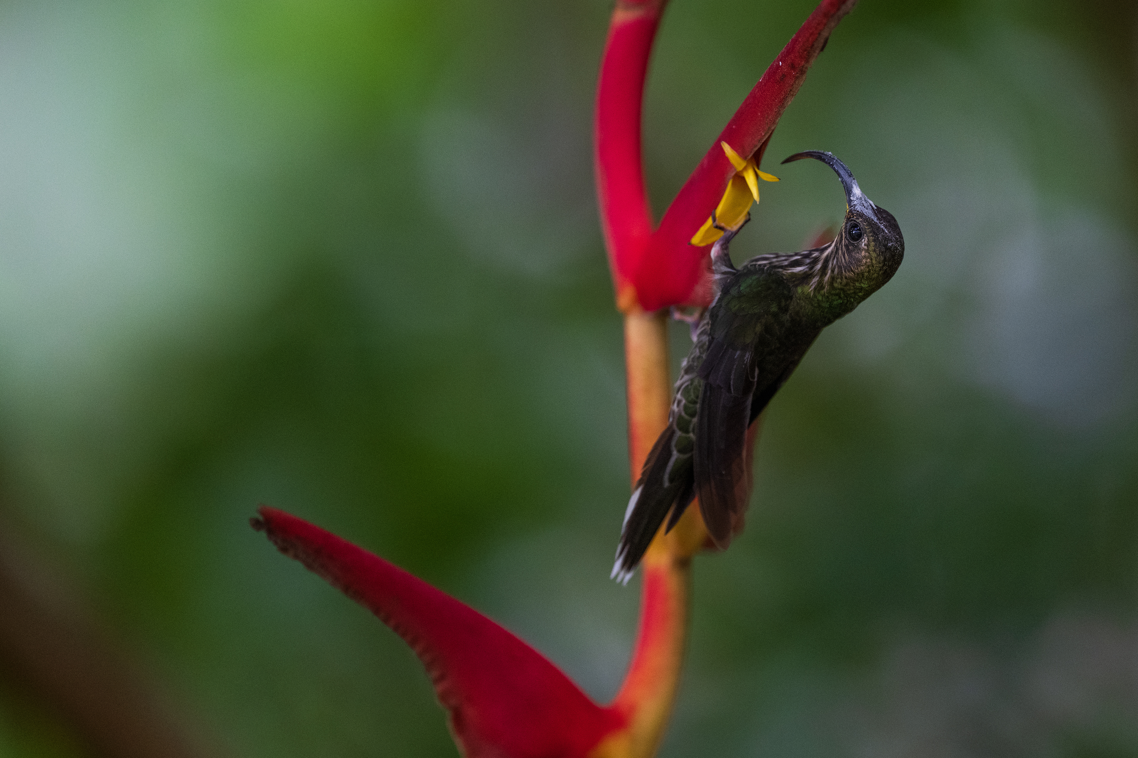 White-tipped Sicklebill