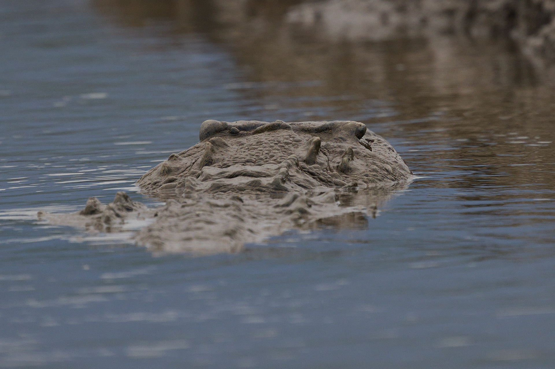 "Osama Bin Laden": The largest croc in CR