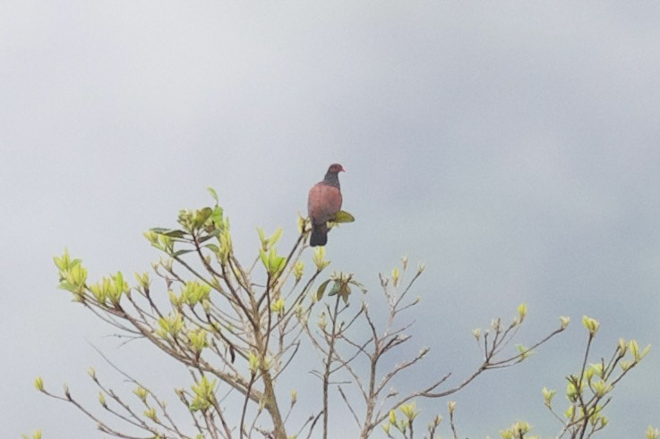 Scaled Pigeon