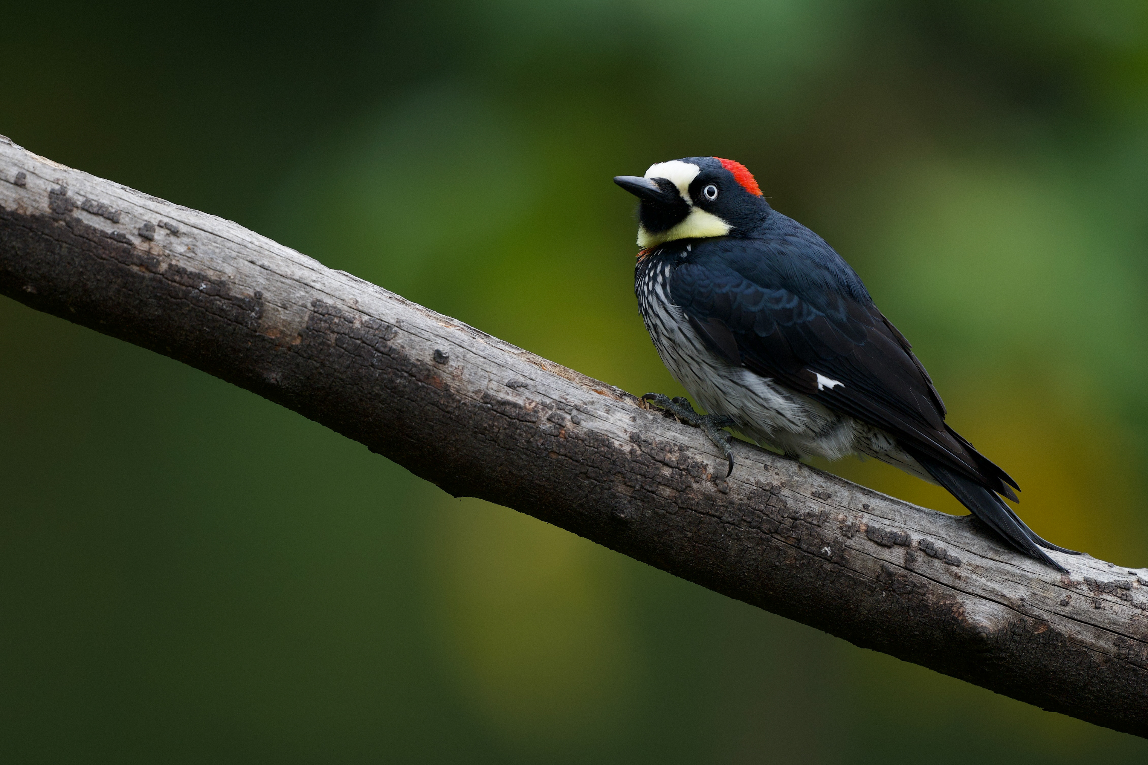 Acorn Woodpecker