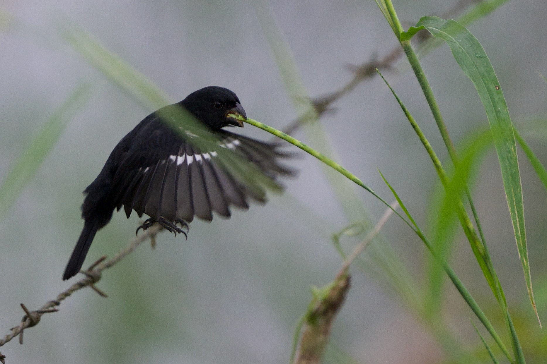 Variable Seedeater