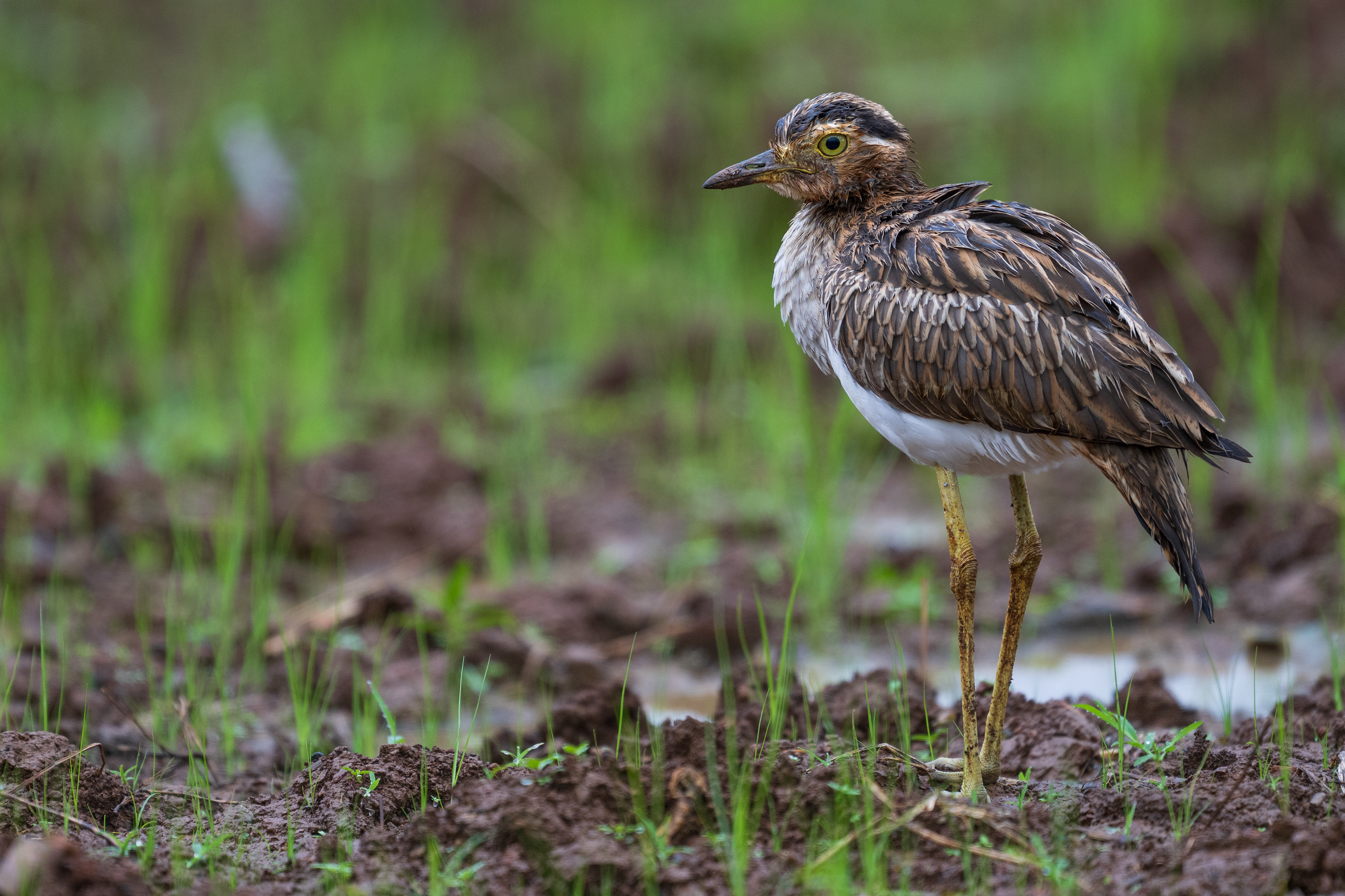 Double-striped Thick-Knee