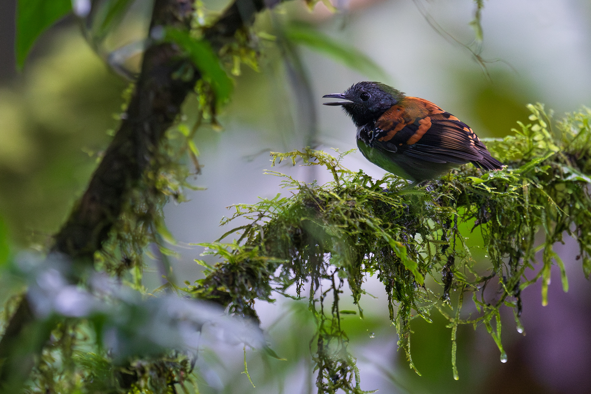 Spotted Antbird
