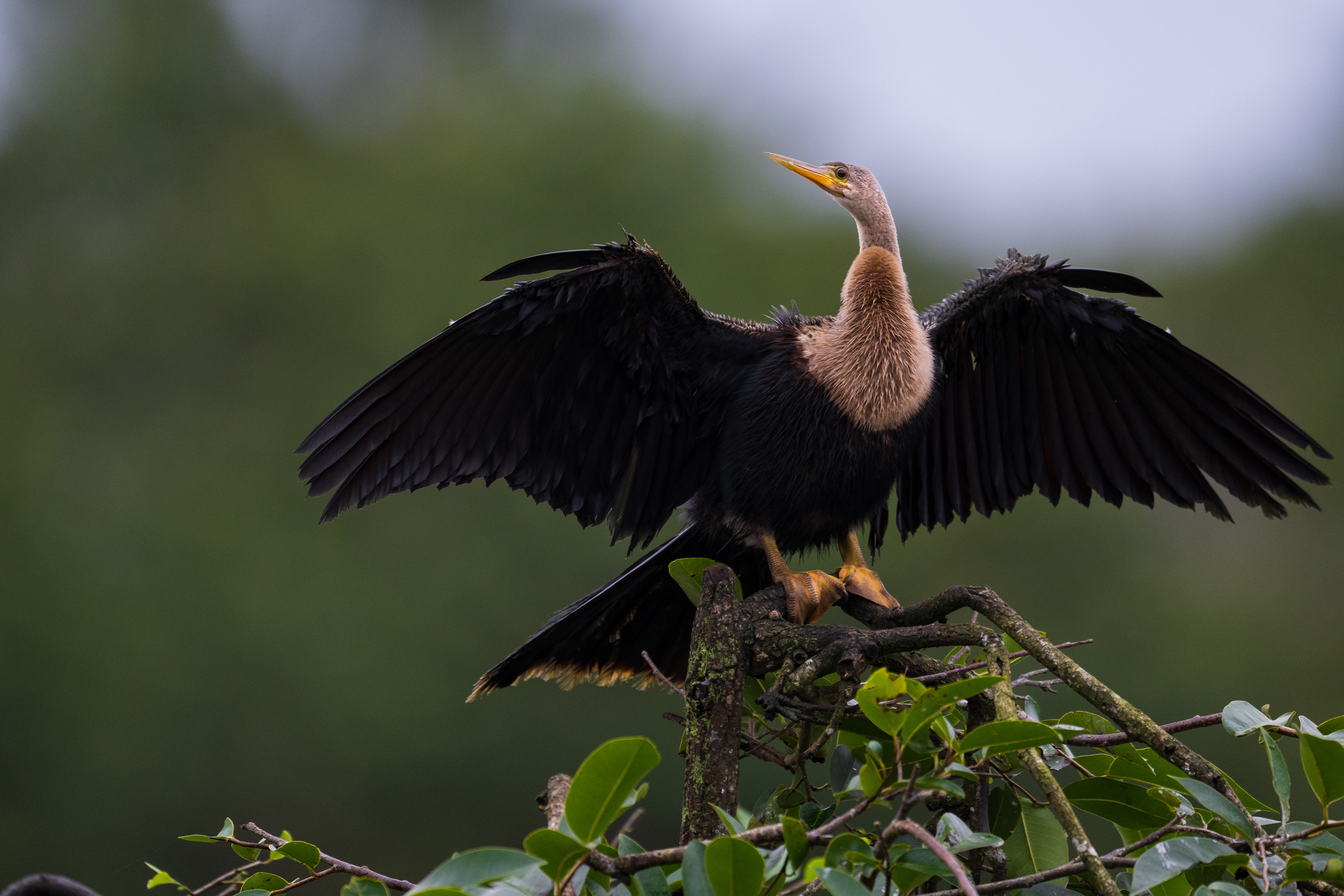 Anhinga