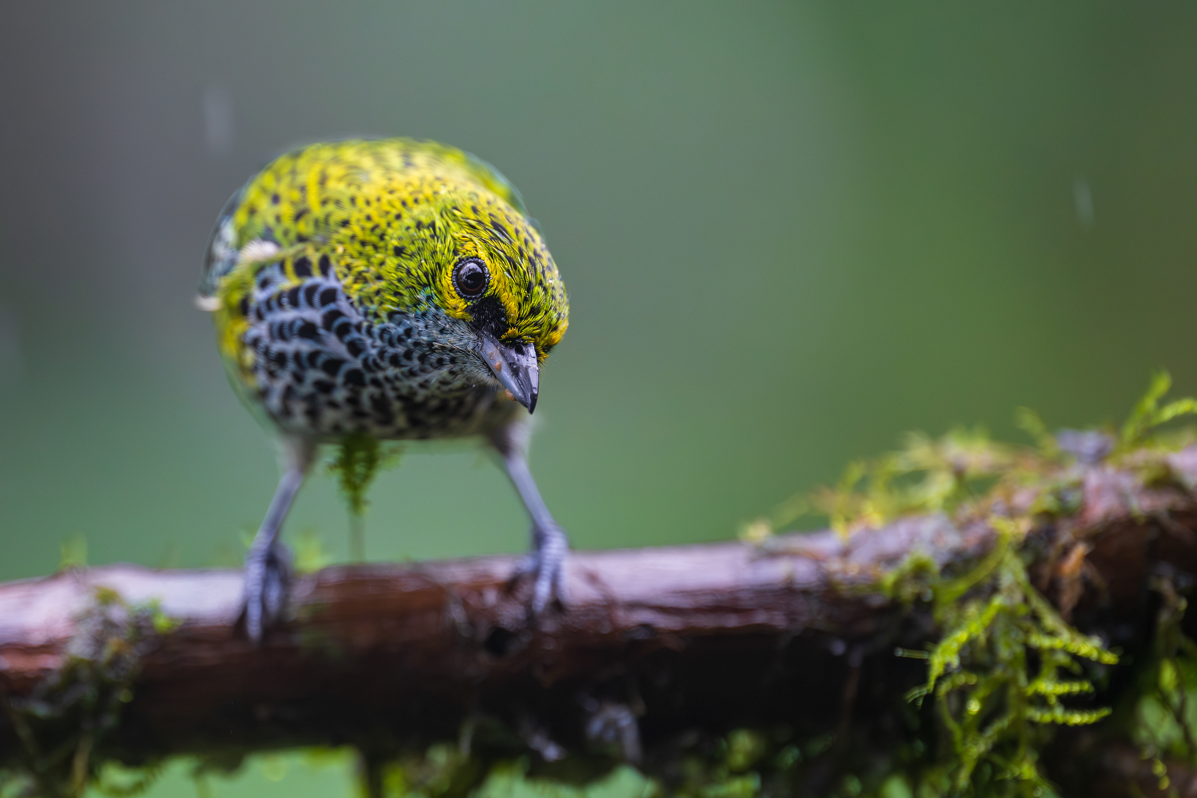 Speckled Tanager